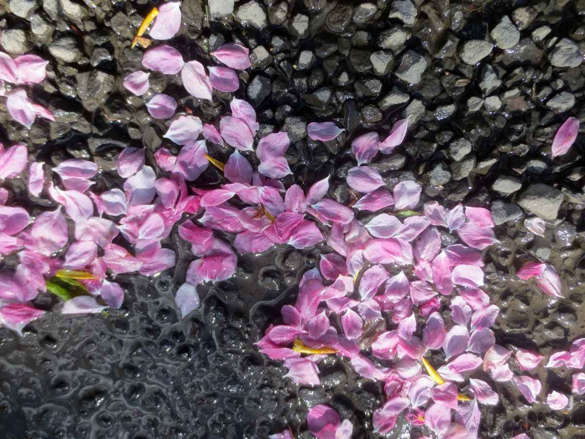 pink petals by Susan Fluegel